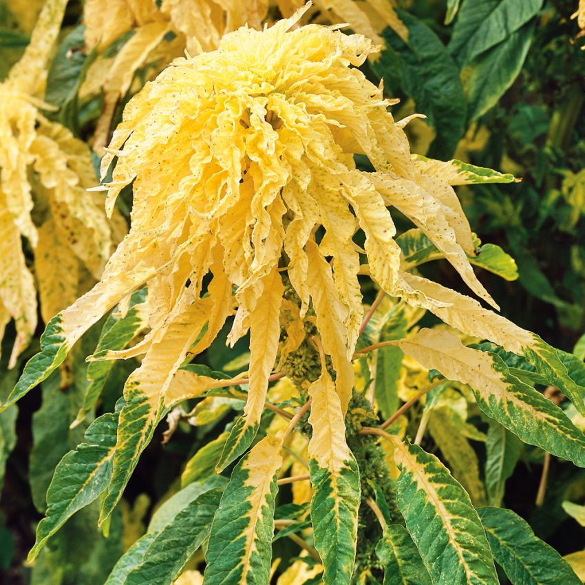 Szarłat trójbarwny 'Aurora Yellow'