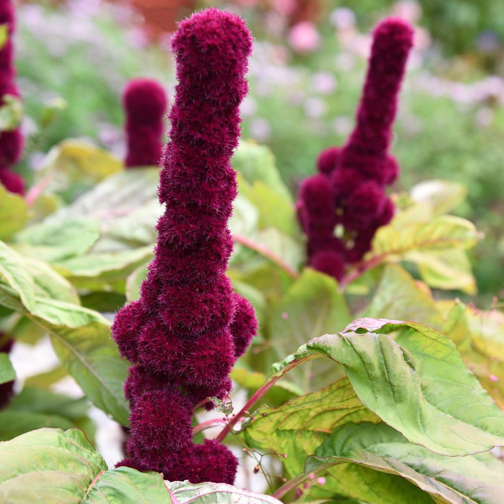 Szarłat wyniosły ‘Elephant Head’