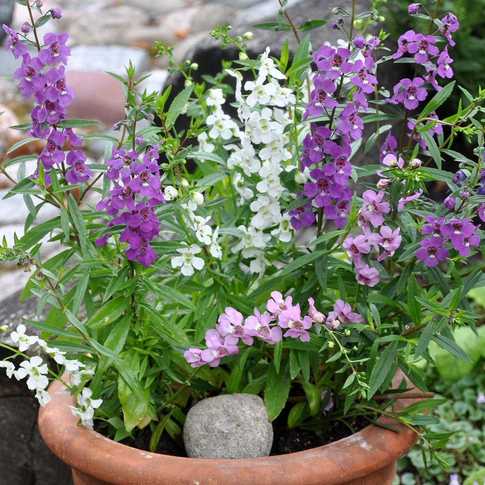 Angelonia wąskolistna F1 'Serena'