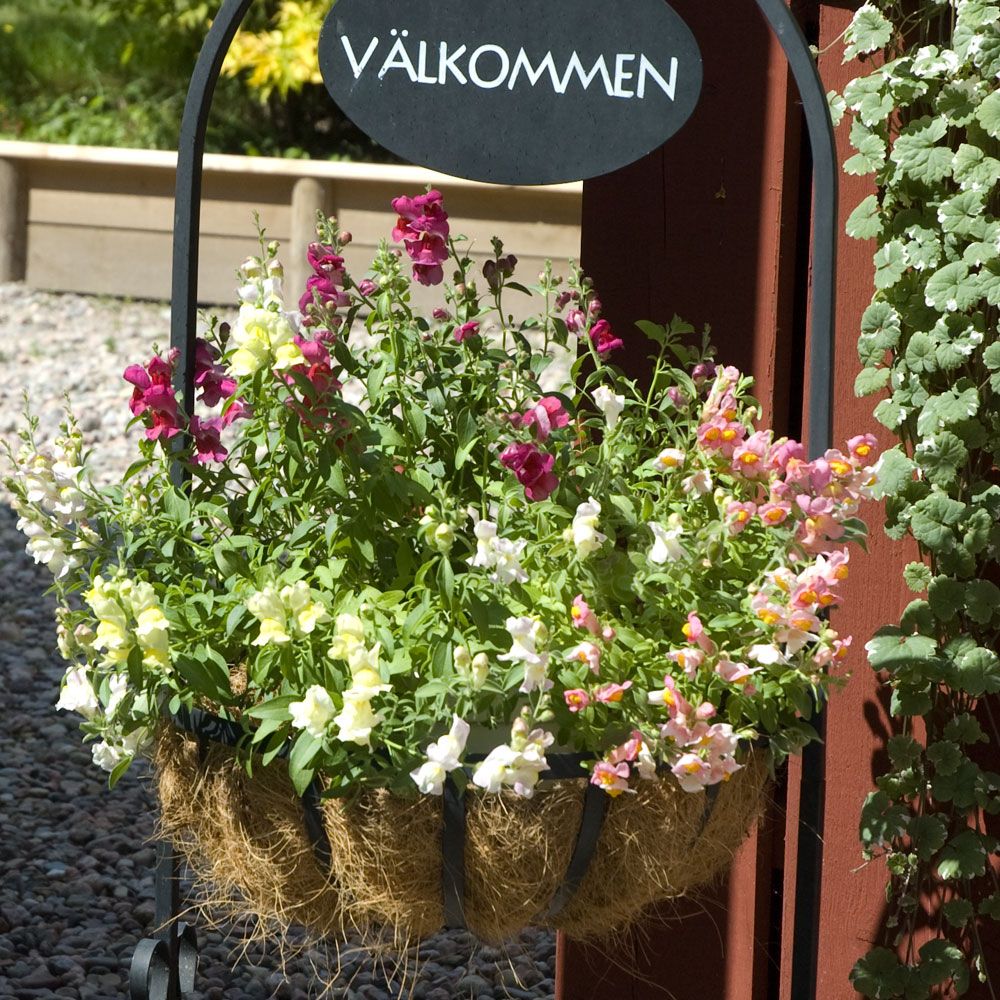 Wyżlin większy (Lwia paszcza) F1 'Pola'