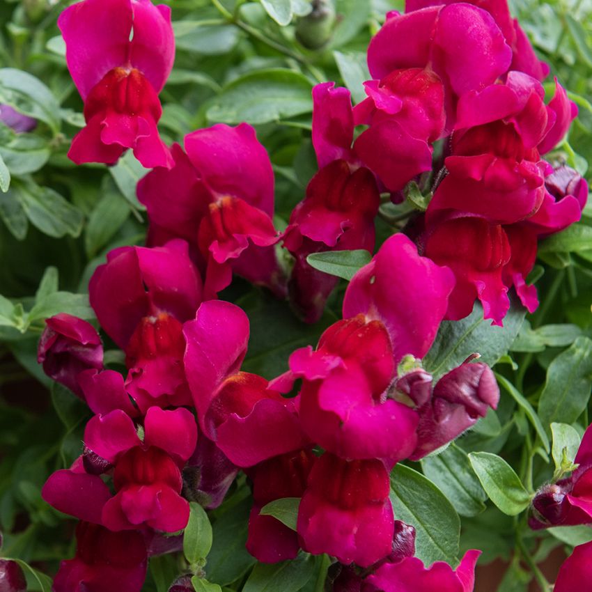 Wyżlin większy F1 ‘Candy Showers Deep Purple’