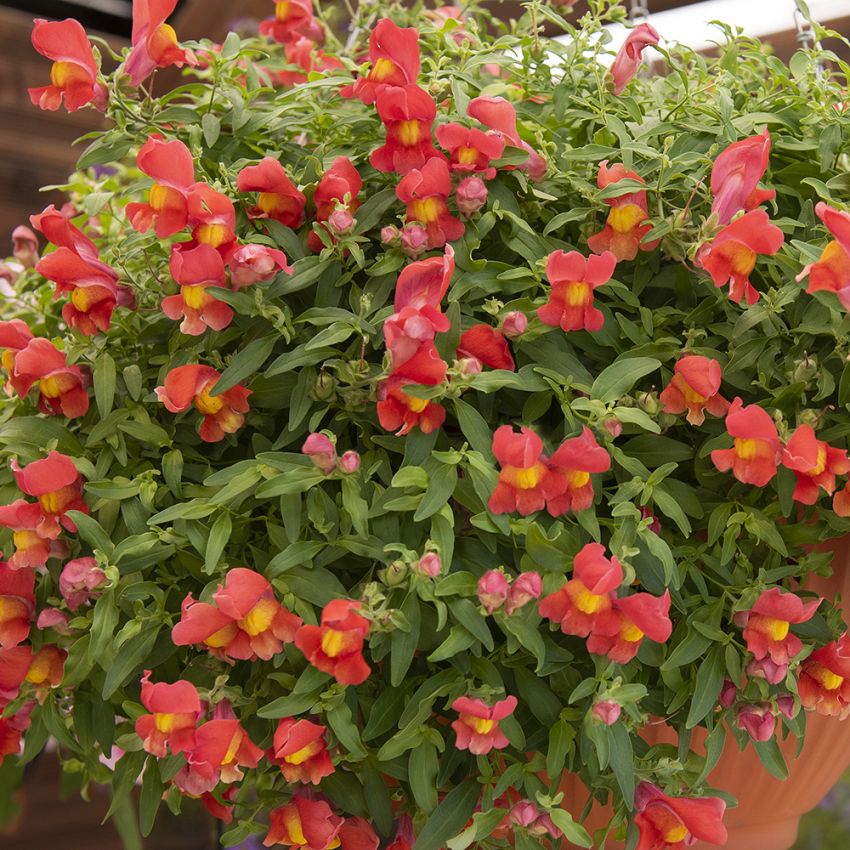 Wyżlin większy F1 ‘Candy Showers Orange’