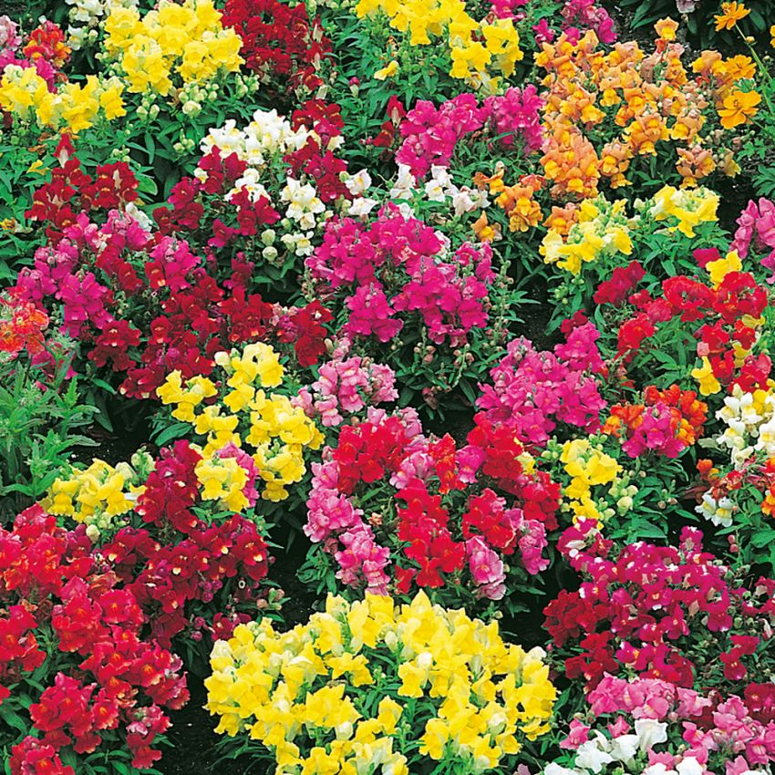 Wyżlin większy (Lwia paszcza) F1 'Floral Showers'