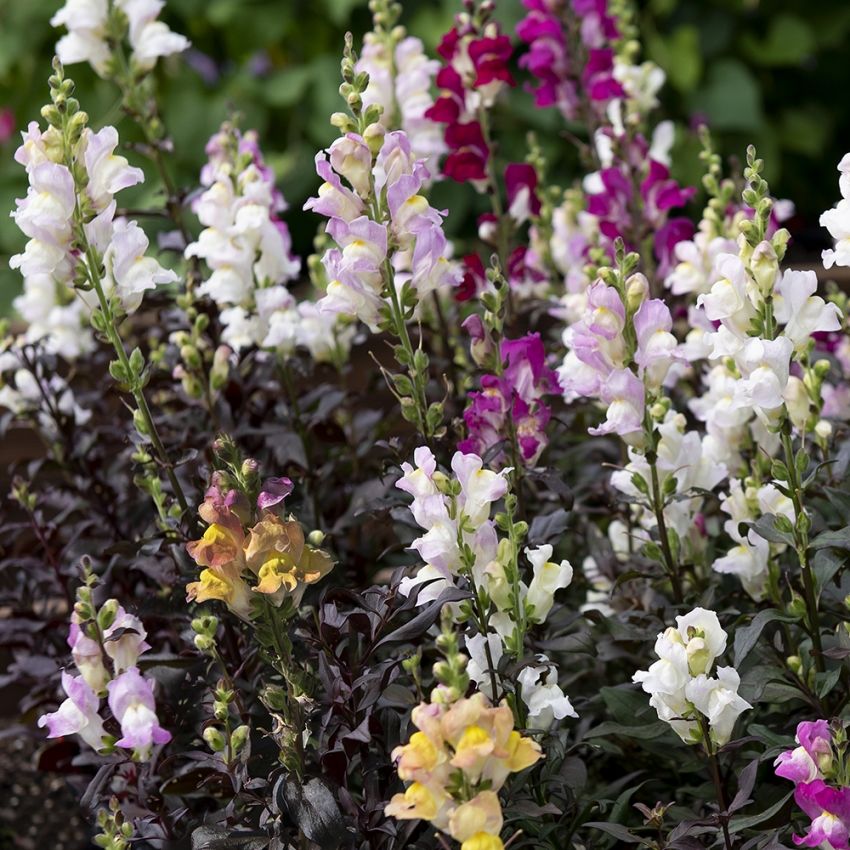 Wyżlin większy ‘Twilight Mix’