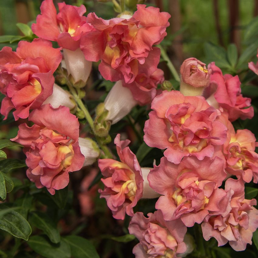 Wyżlin większy F1 ‘Madame Butterfly Bronze with White’