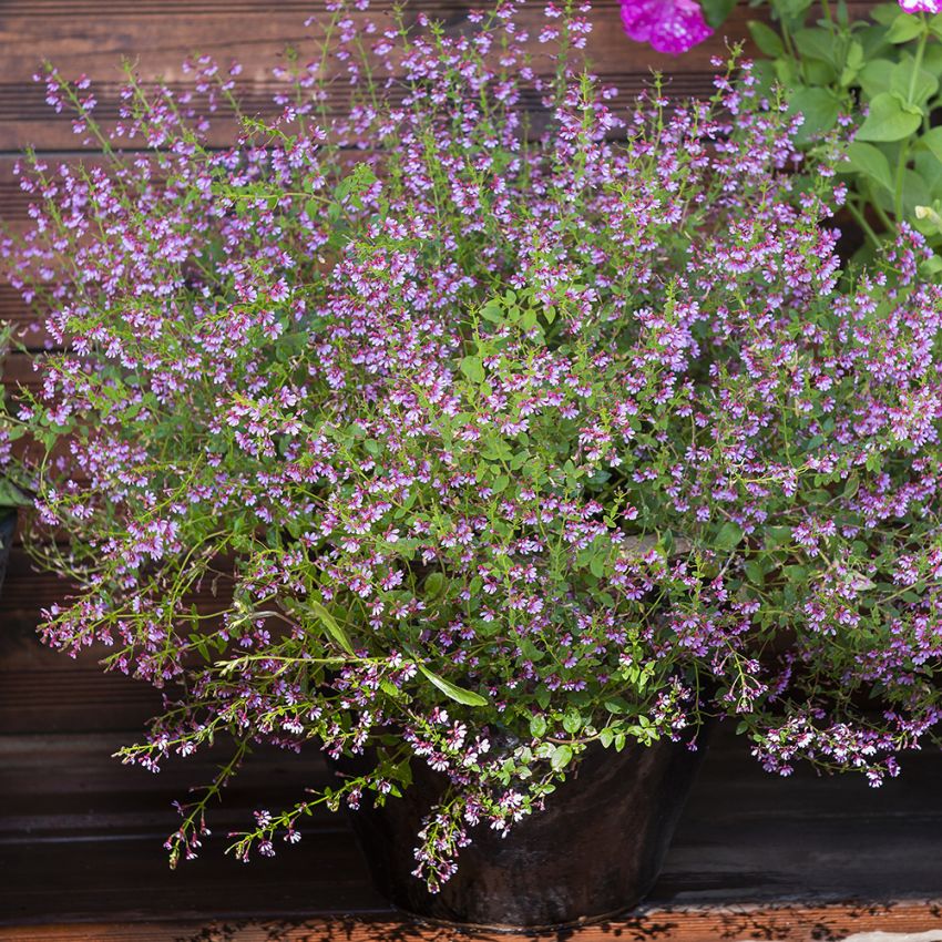 Kufea rozgałęziona ‘Pink Shimmer’