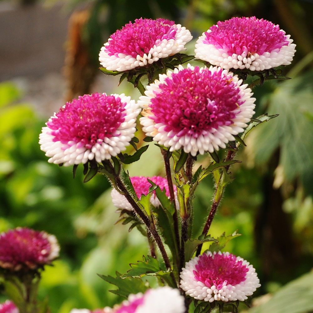 Aster chiński 'Hi-No-Maru'