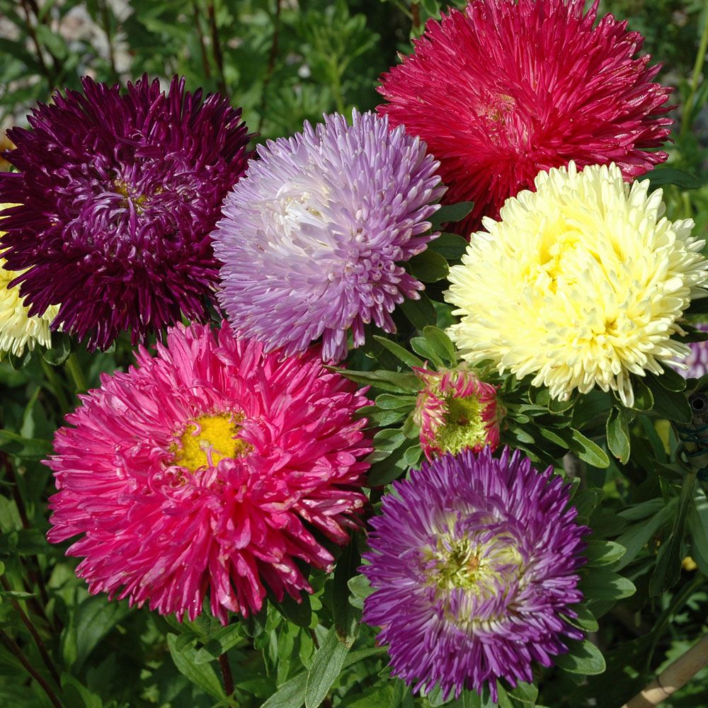 Aster chiński 'Gala'