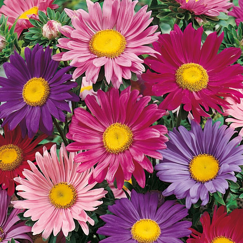 Aster chiński 'Rainbow'