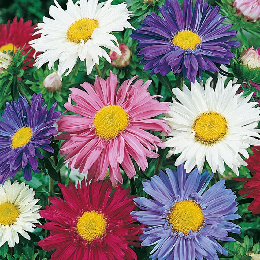 Aster chiński 'Madeleine'