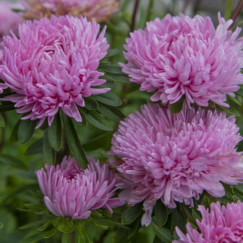 Aster chiński ‘Tiger Paw Chinchilla’