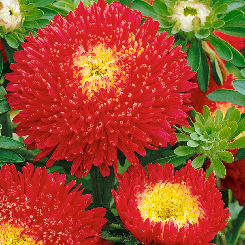 Aster chiński 'Princess Patricia'