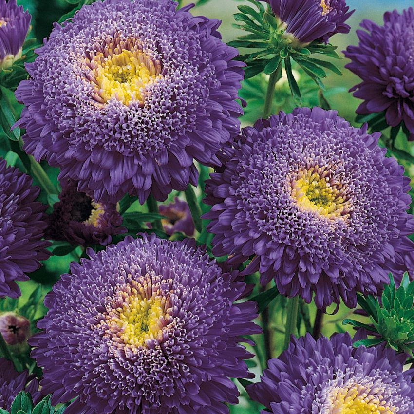 Aster chiński  'Princess Eva'