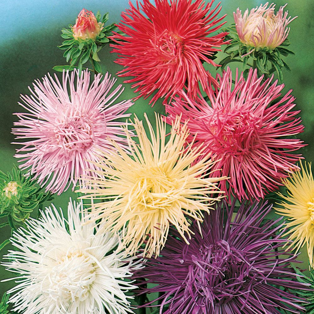 Aster chiński 'Fairy Romance'