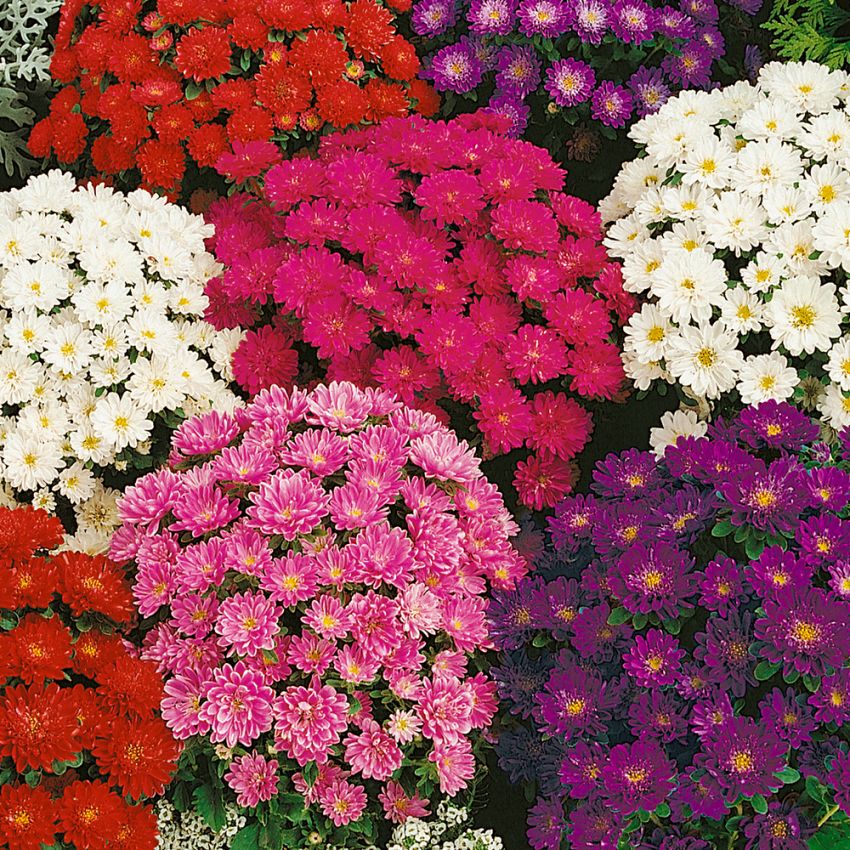 Aster chiński  'Pinocchio'