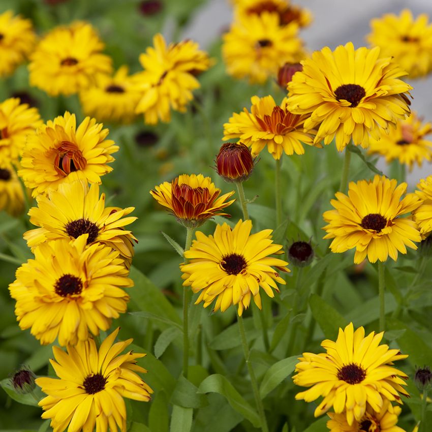 Nagietek lekarski ‘Bull’s Eye’