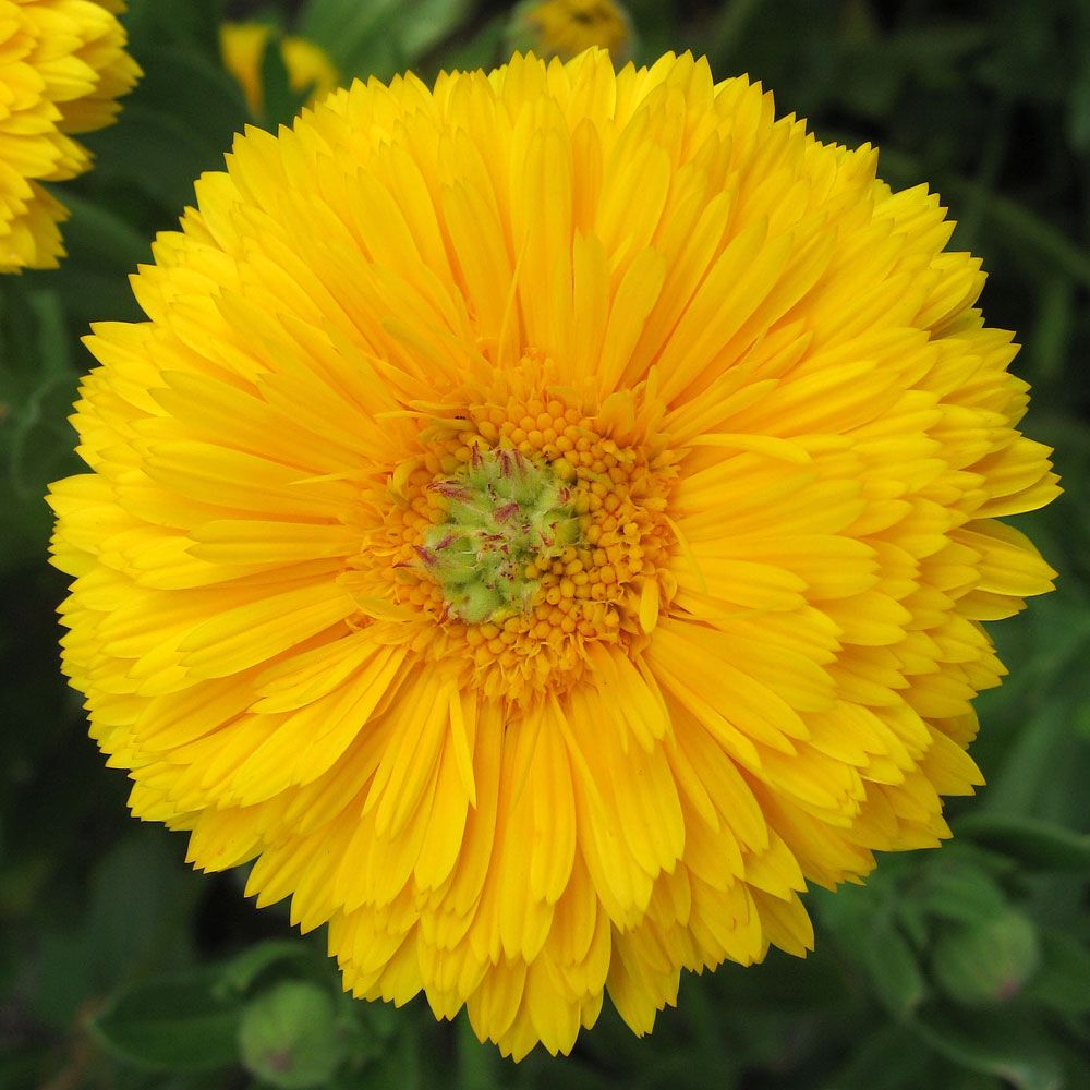 Yellow Colossal' 'Greenheart Yellow'