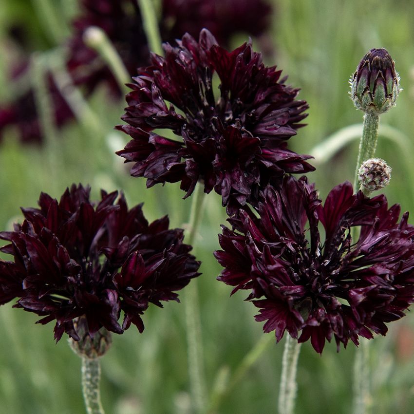 Chaber bławatek ‘Black Boy’