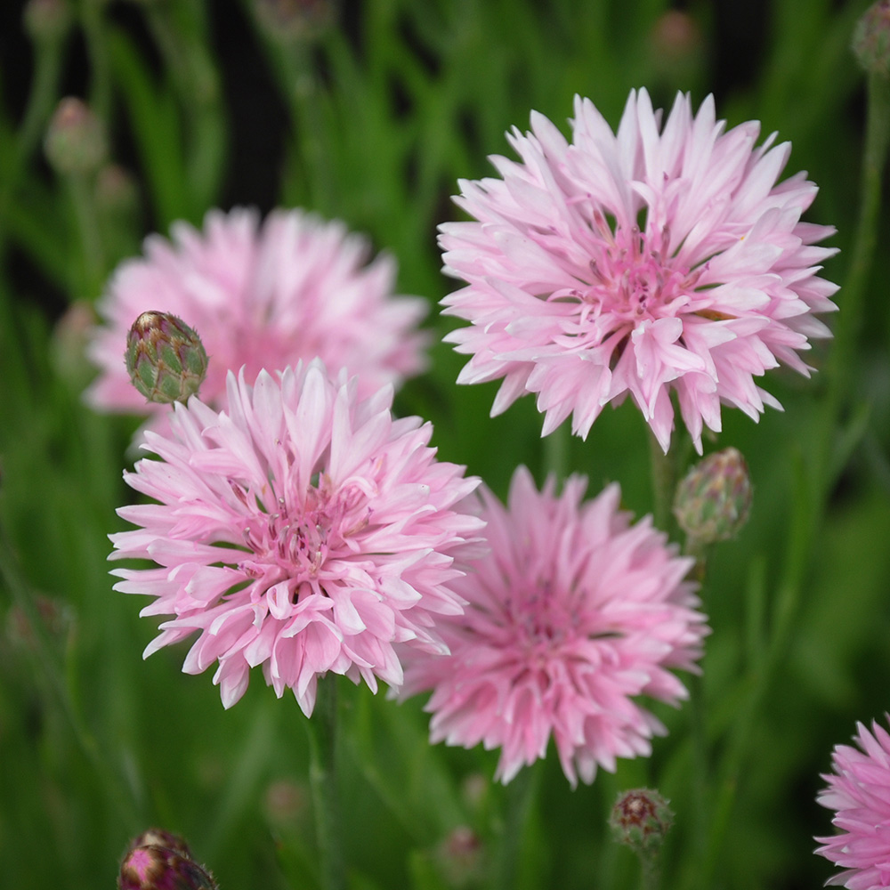 Chaber bławatek 'Tom Pouce Pink'