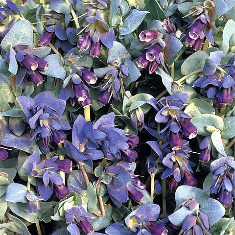 Miodunka purpurowa 'Pride of Gibraltar'