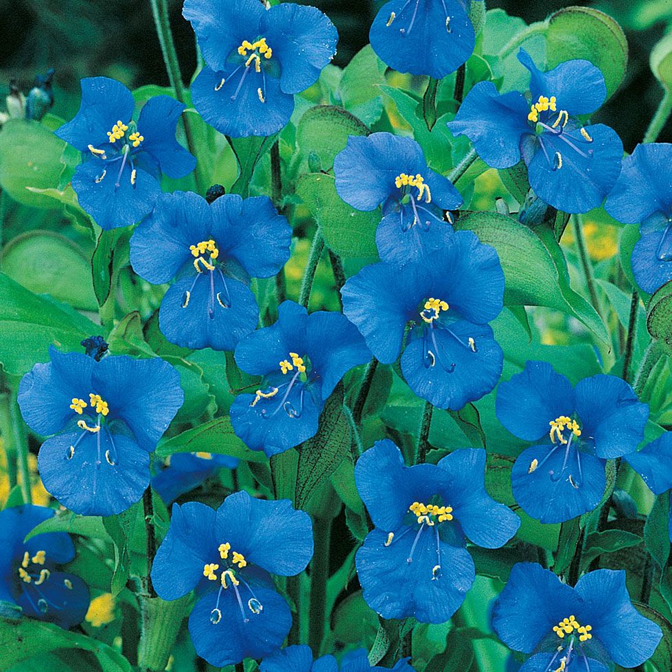 Rozplątka bulwiasta ‘Sleeping Beauty’