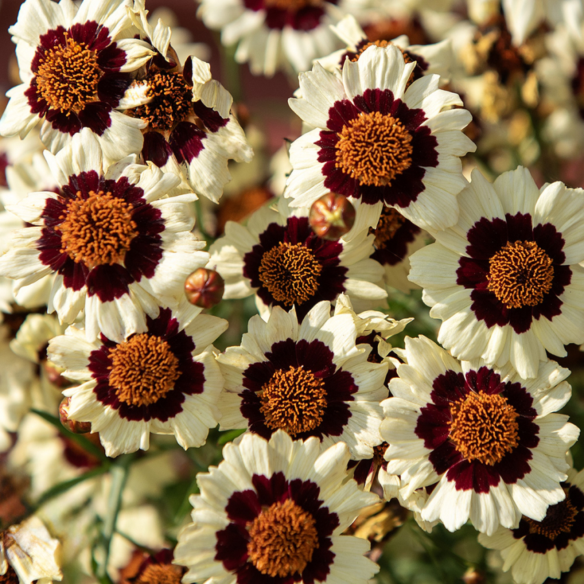 Nachyłek barwierski ‘Corusco Cream-Red’