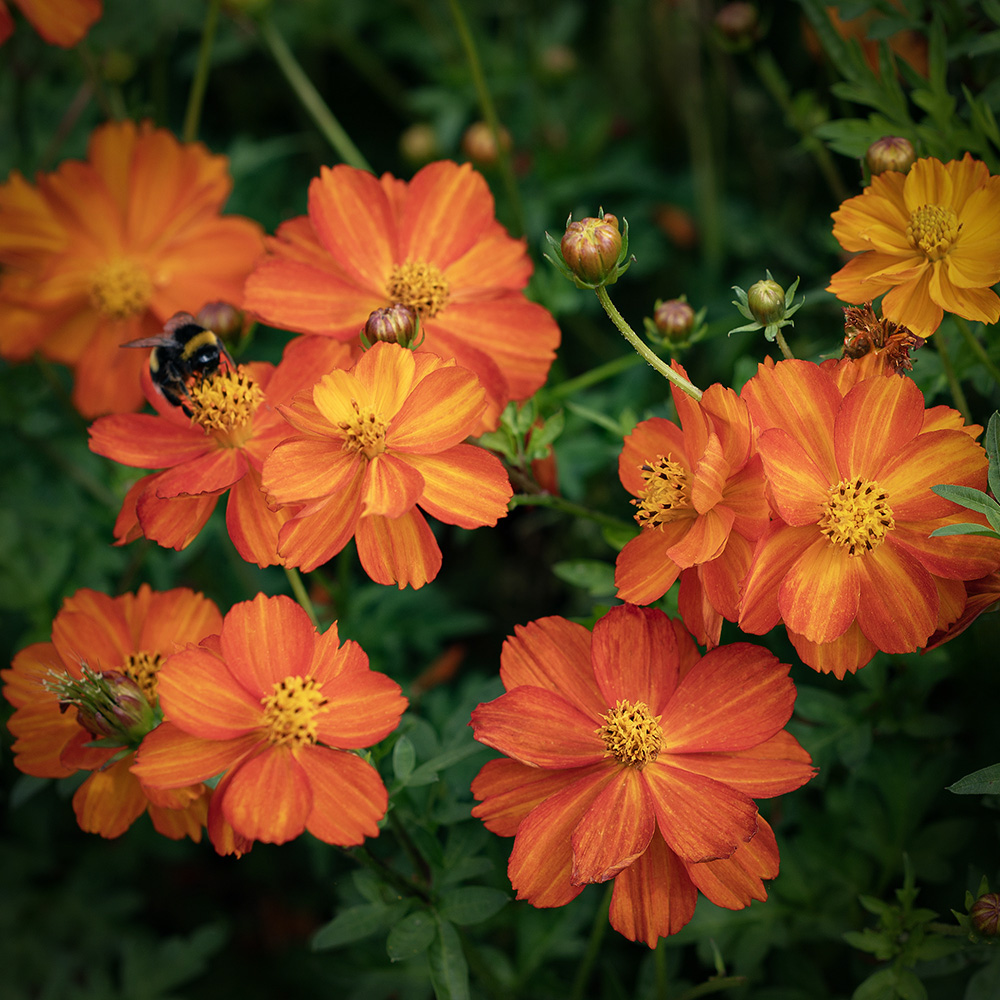 Kosmos siarkowy ‘Sunny Red’