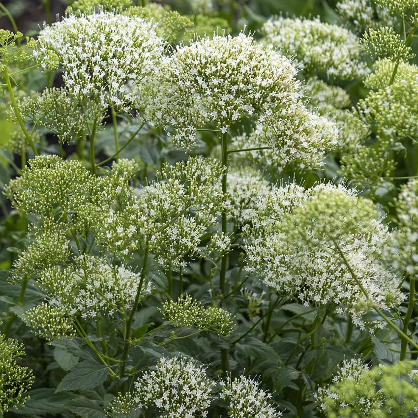 Trachelium caeruleum ‘White Knight’