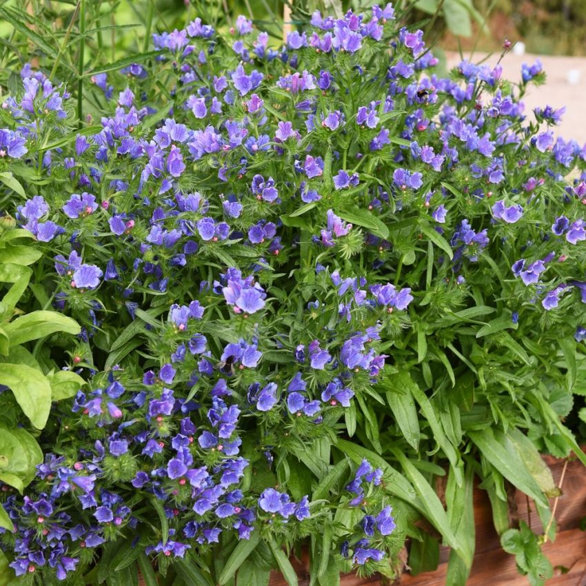 Żmijowiec babkowaty