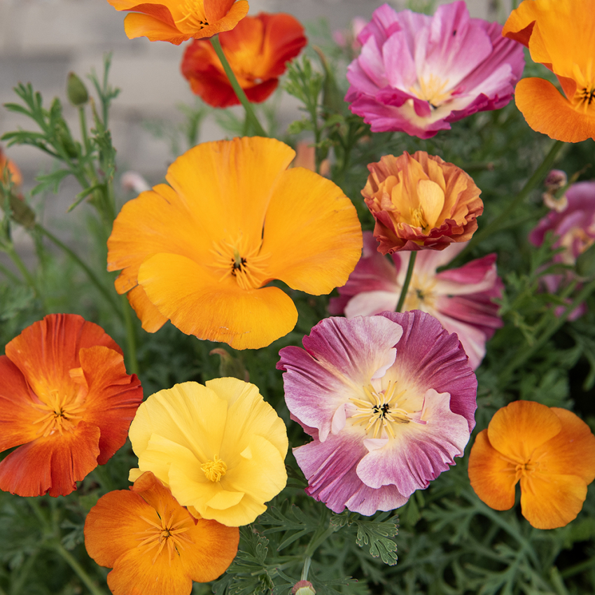 Maczek kalifornijski ‘XL Jelly Beans’