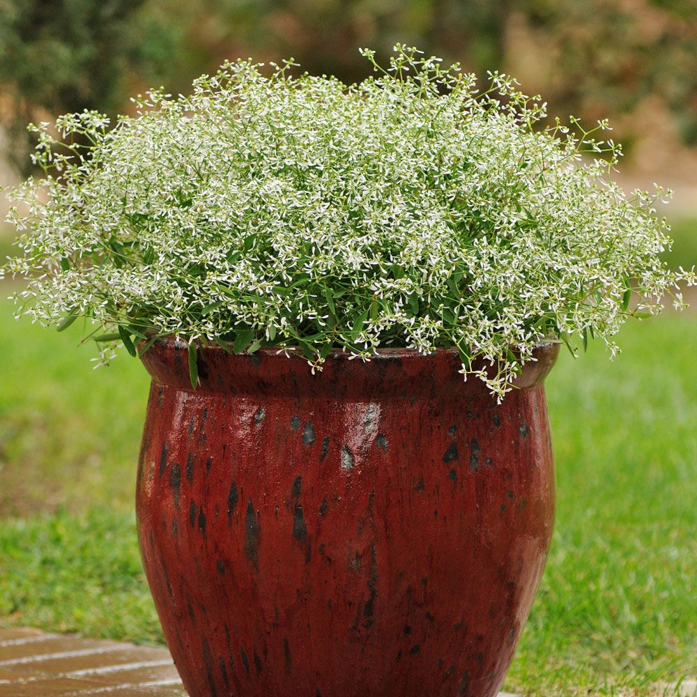 Wilczomlecz ‘Glitz’