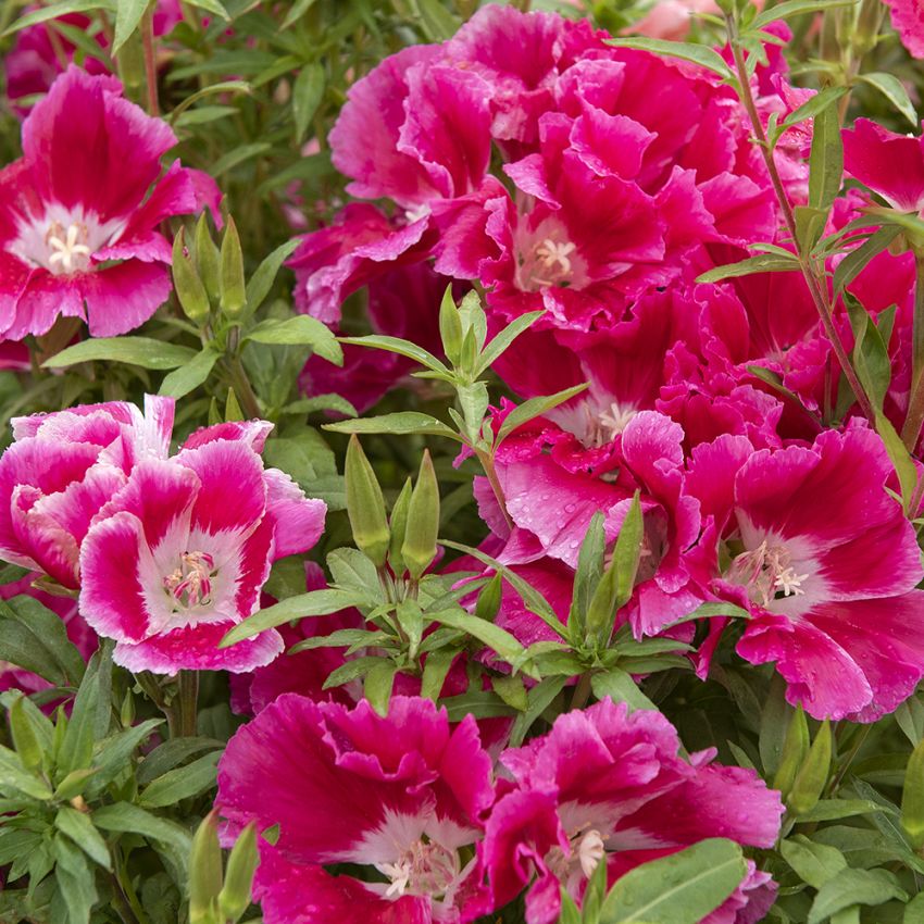 Klarkia wytworna ‘Meteor’ 