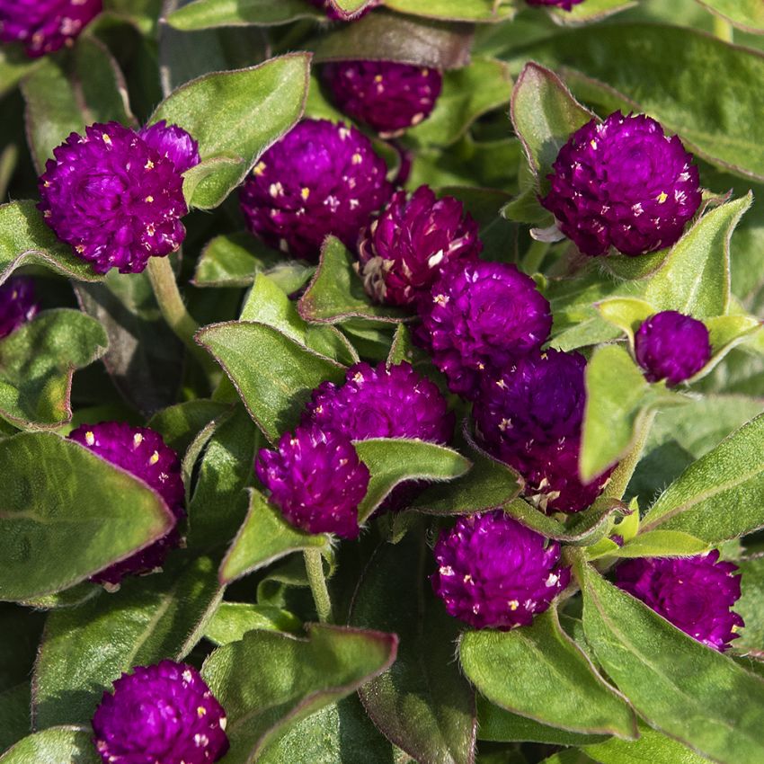Gomfrena kulista ‘Gnome Purple’