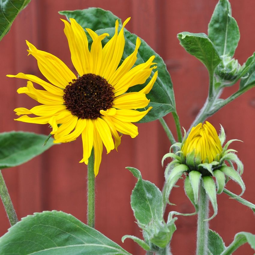 Słonecznik srebrzysty ‘Gold & Silver’