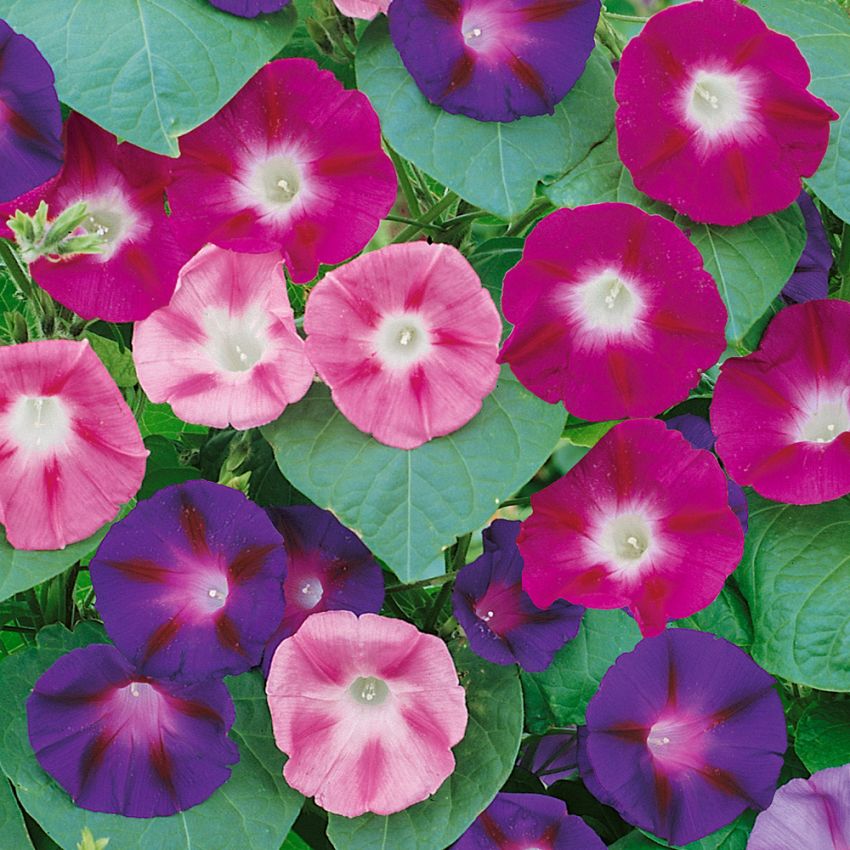 Wilec purpurowy ‘Scarlet Favourite’