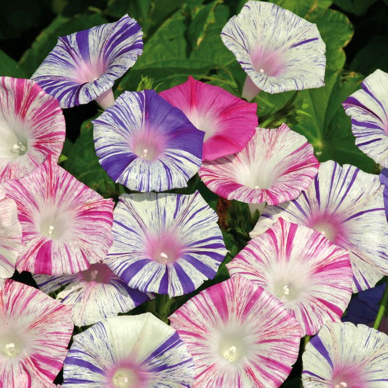 Wilec purpurowy ‘Carnevale di Venezia’