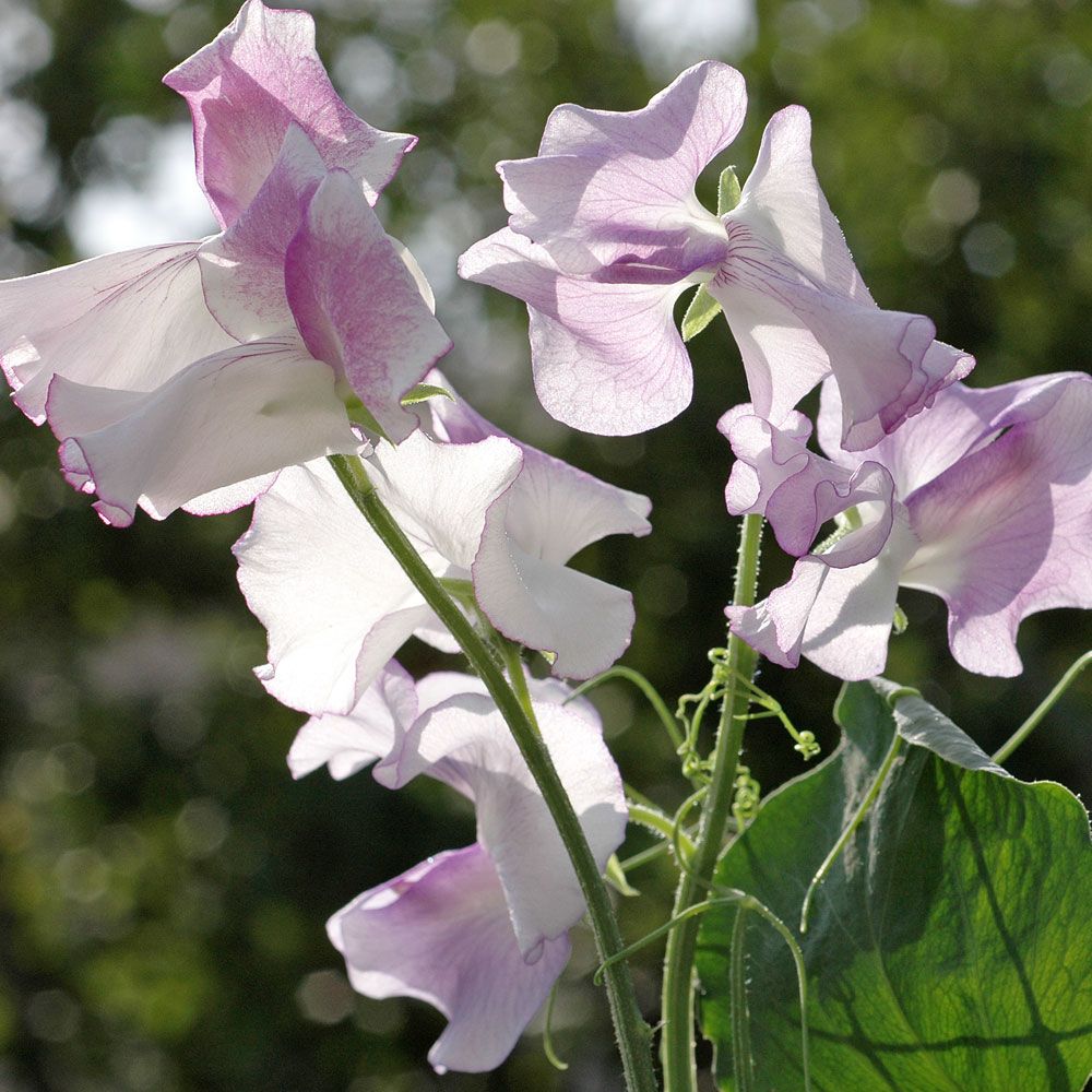 Groszek pachnący 'Pulsar'