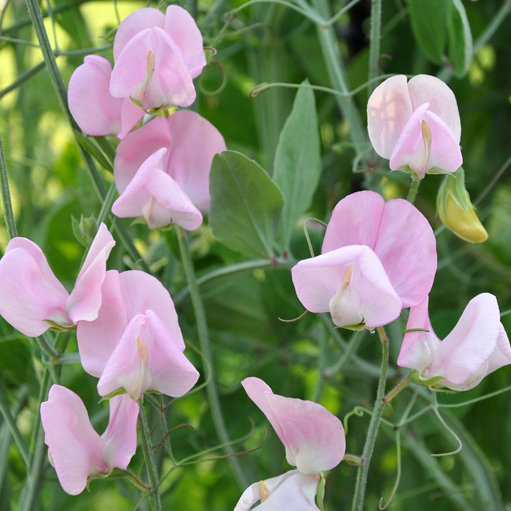 Groszek pachnący ‘Old Spice Janet Scott’