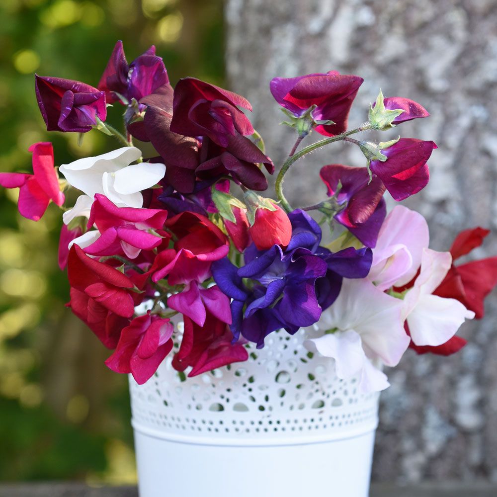 Groszek pachnący krzaczasty ‘Jet Set Mixed’