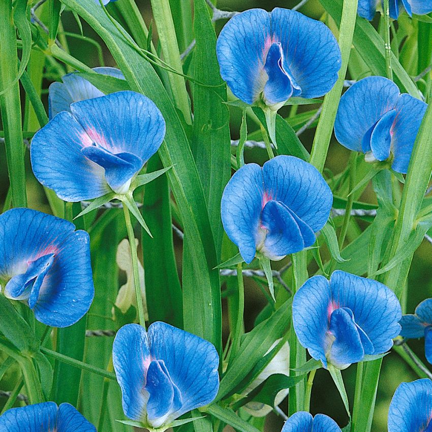 Groszek błękitny ‘Azureus’