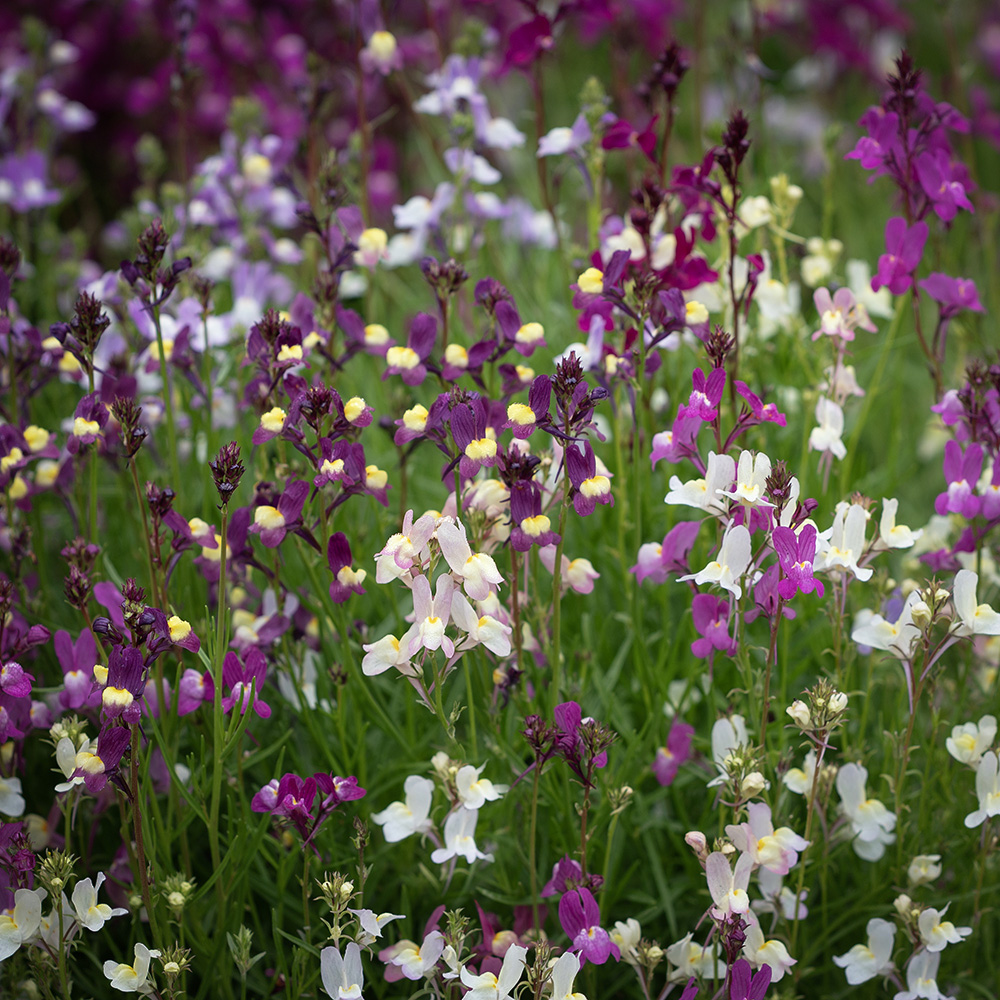 Lnica marokańska ‘Fairy Bouquet’