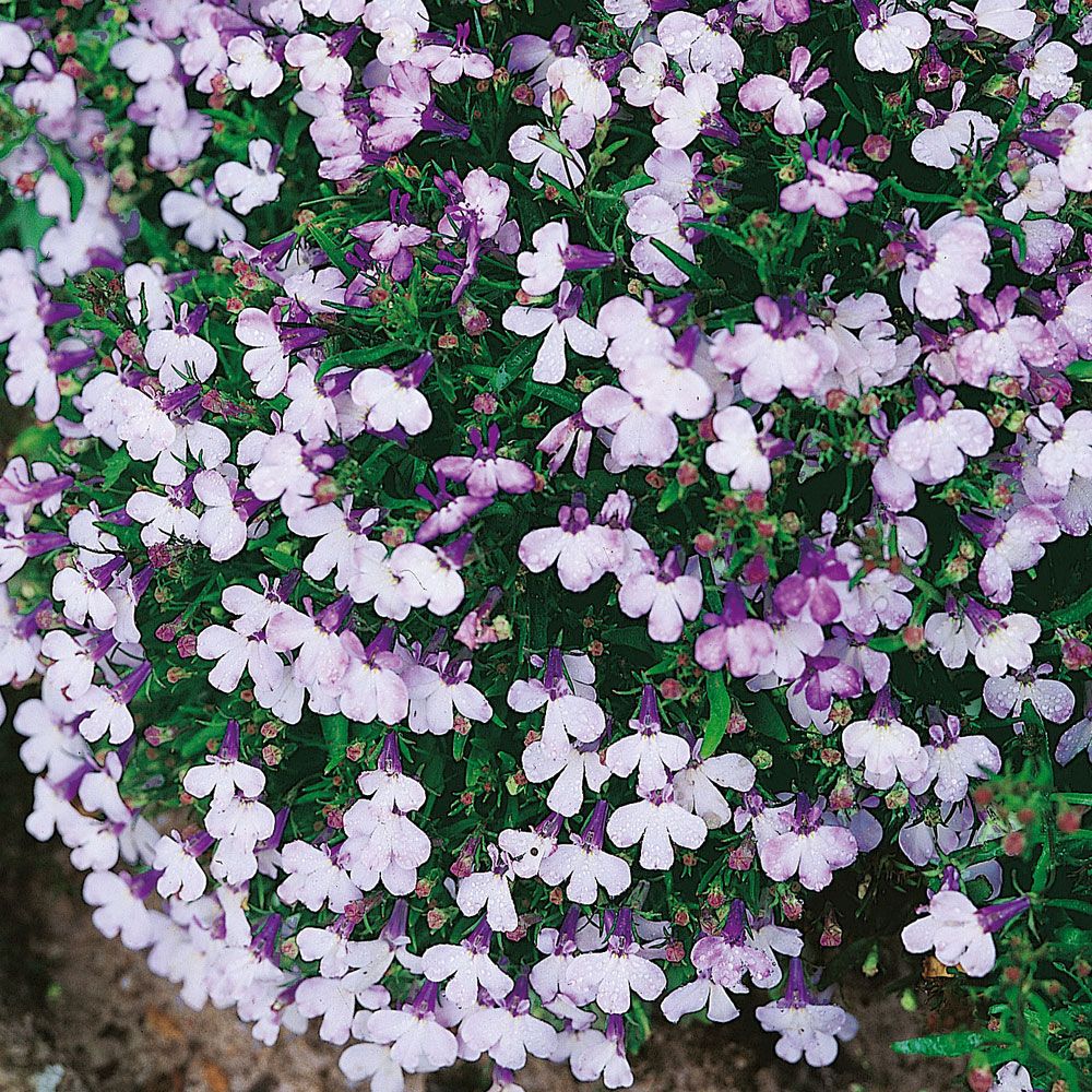 Lobelia przylądkowa ‘Rosamund’