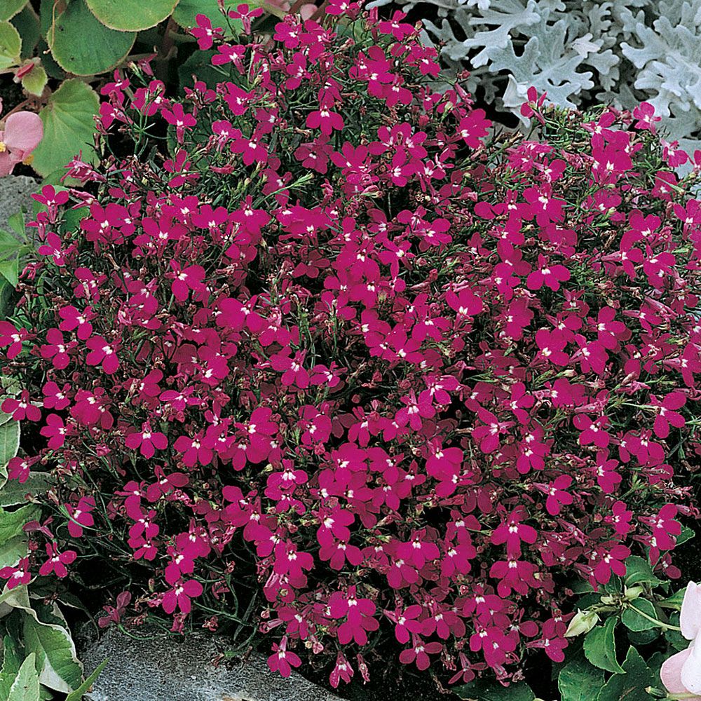 Lobelia przylądkow 'Rosamund'