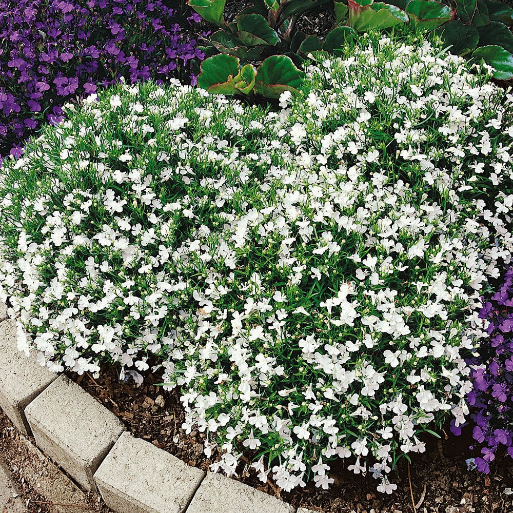 Lobelia przylądkowa ‘White Lady’