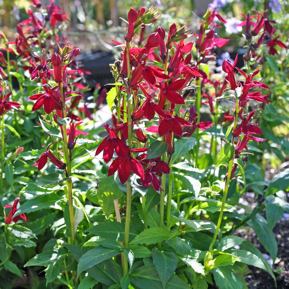 Lobelia ogrodowa F1 ‘Fan Burgundy’