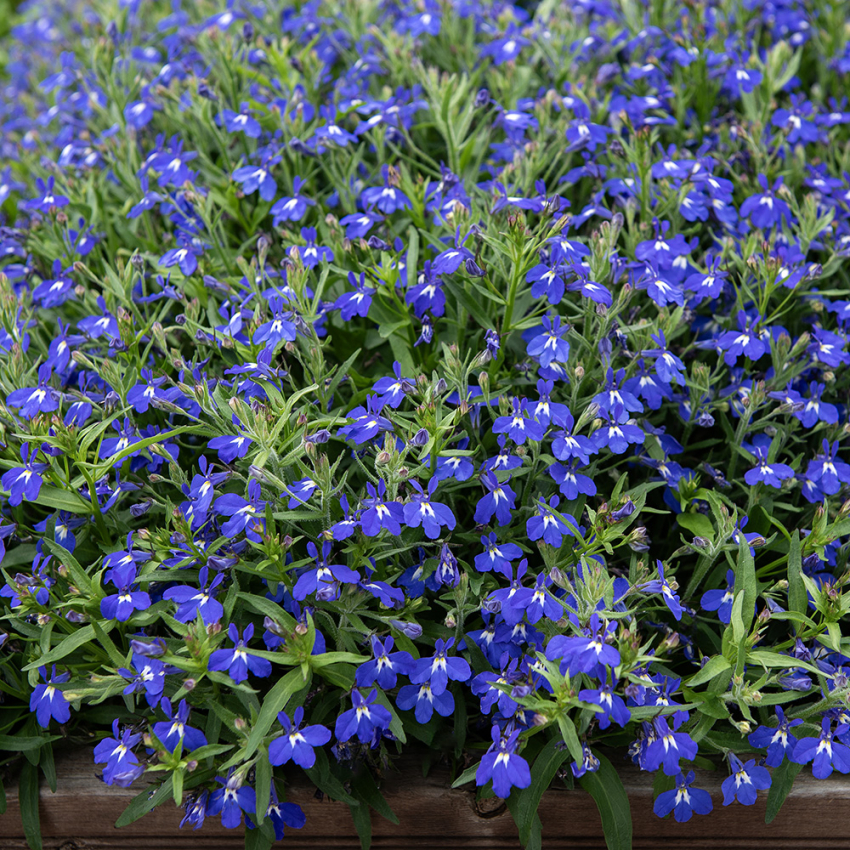 Lobelia przylądkowa F1 ‘Masterpiece Blue with Eye’