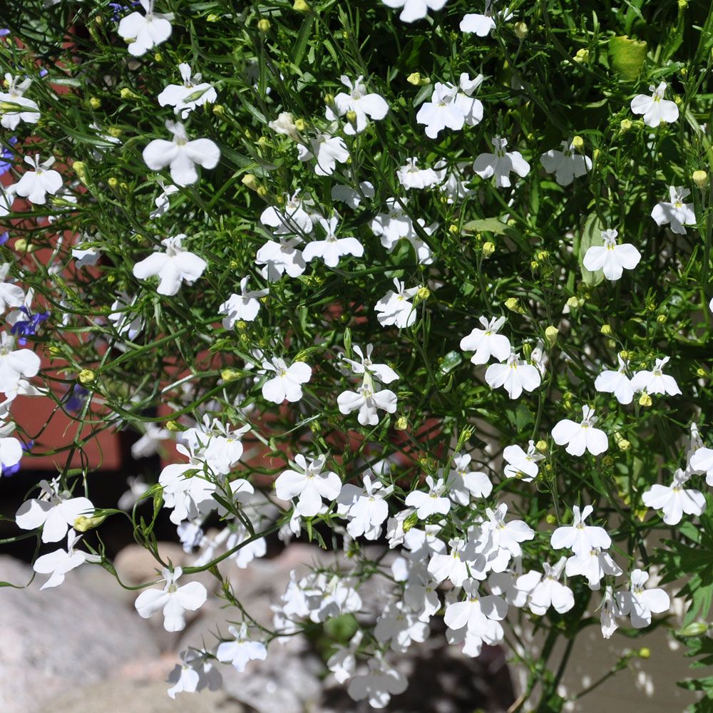 Lobelia zwisająca ‘Cascade White’