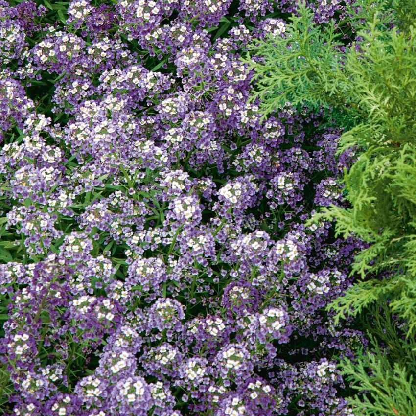 Smagliczka nadmorska ‘Violet Queen’