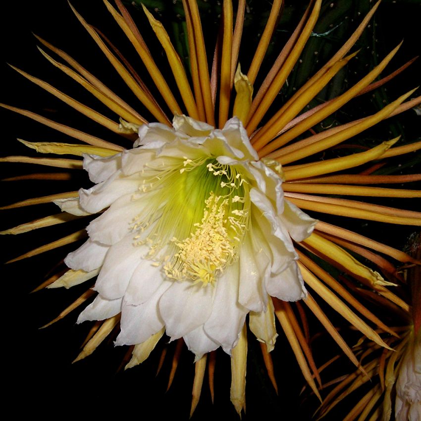 Kaktus królowej jednej nocy