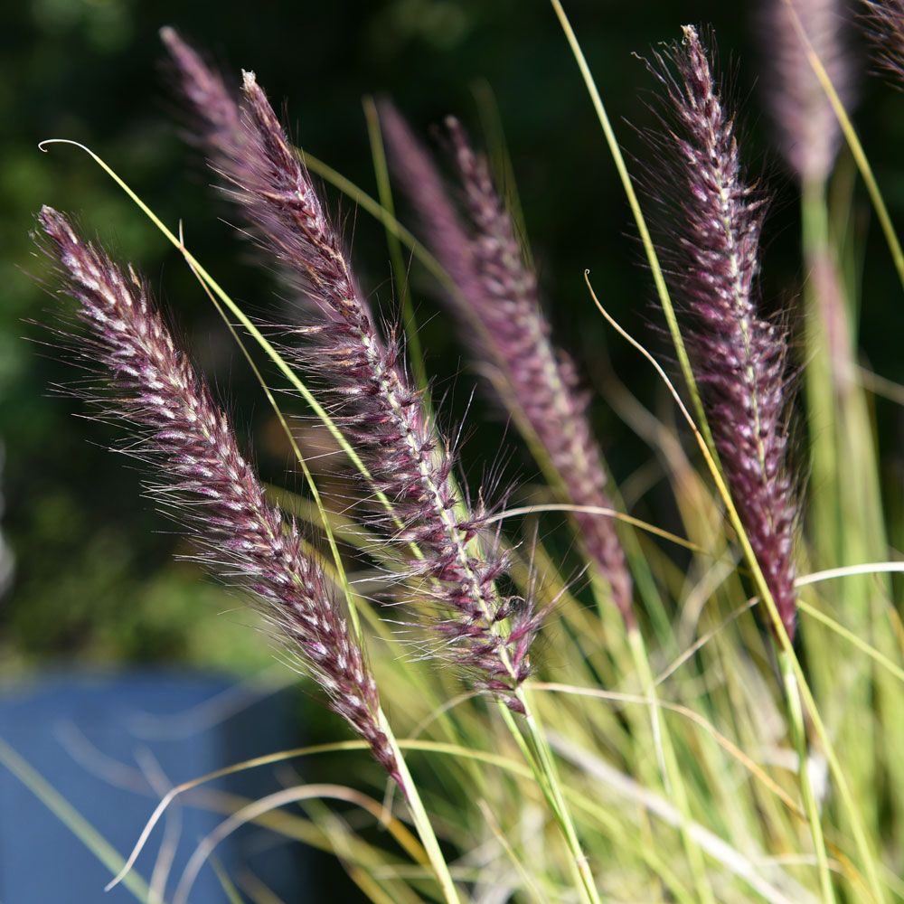 Melinis kłosowa 'Savannah'